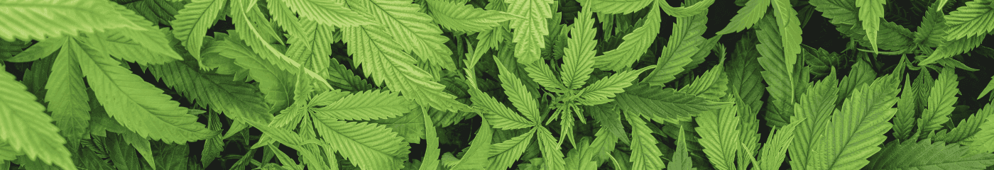 Nahaufnahme von mehreren Cannabispflanzen